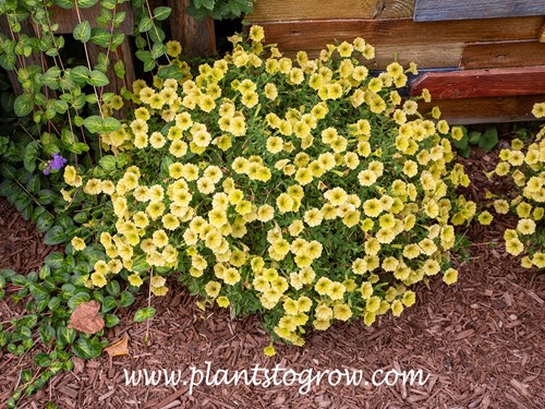 Petunia Supertunia Mini Vista Yellow
All the plants in these images are from my garden (2023).  They are potted in 12-14 inch bulb pan style clay pots.